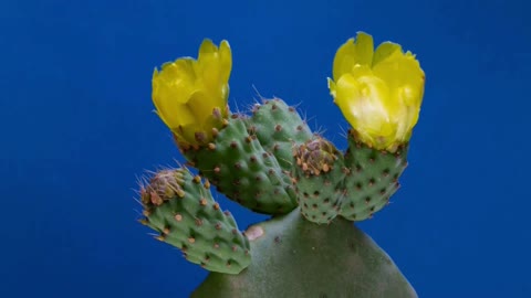 Nice Prickly pear flowers raising up