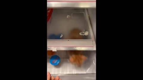 Iced Cat | Funny Cat | Cute Cat