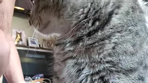Cutest video of a cat being brushed ever!