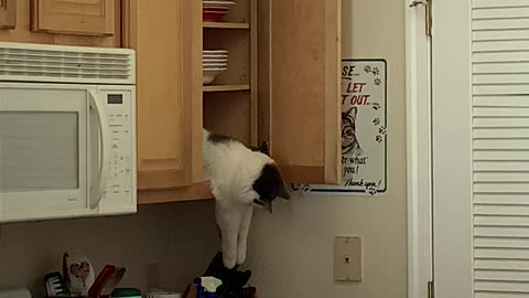 Cat Plays With Cutlery From The Cupboard