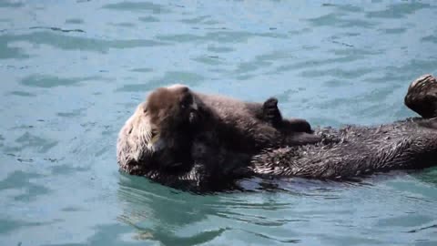 Mamá nutria hace callar a su quejoso bebé