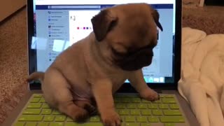 Adorable Puppy Decides Laptop Is The Best Sitting Spot