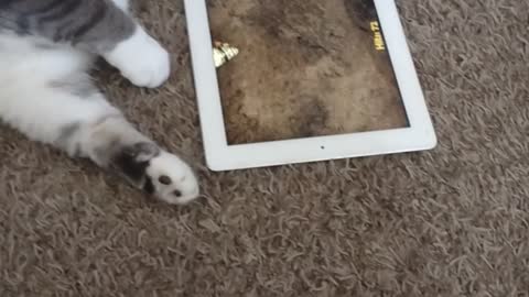 Tink attacking the iPad 031922 1500
