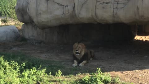 Shot Holding Breath with Lion