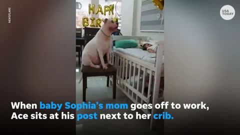 Dog watches over baby while mom is away | USA TODAY