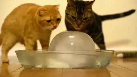 Poor cat diеs when he realizes that ice melts to form ... WATER!