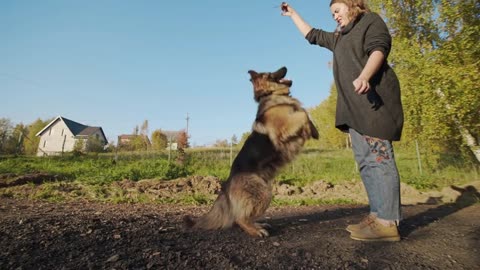 Young woman plays with big dog outdoors, shepherd dog jumps up outdoors