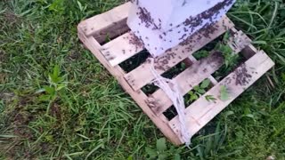 Bee hive fell over. Fixed wearing shorts and flip flops bamabees