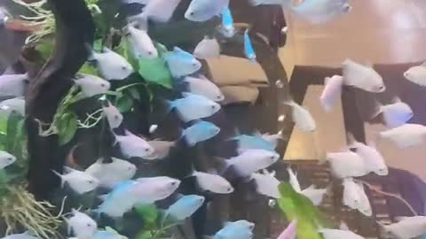 Beautiful scenery in a fish tank