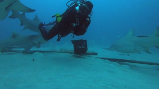 Lemon Shark Dive and Feeding