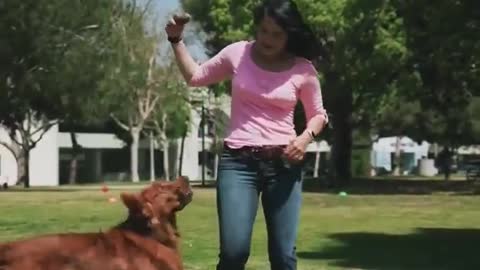 Dog training video