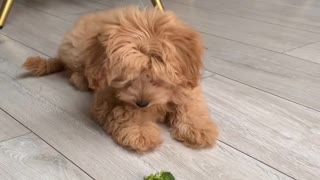 Playful Puppy Battles Broccoli