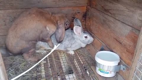 rabbit mating