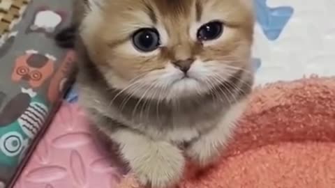 SOO CUTE - CUTE KITTEN - #kitten #cute #pet #shorts