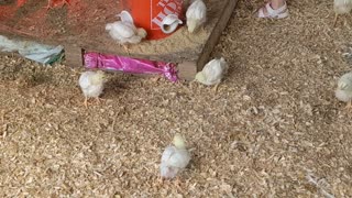 Farm Kid Loves Chickens