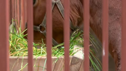 Close up brown horse eating hay. Horse eating green grass in stable at farm