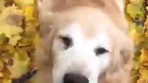 dancing dog video