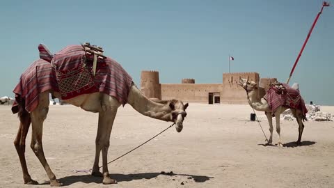 camels near al zubara fort or al zubarah fort historic