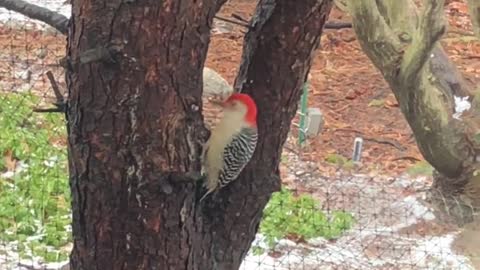 Downy woodpecker on a tree