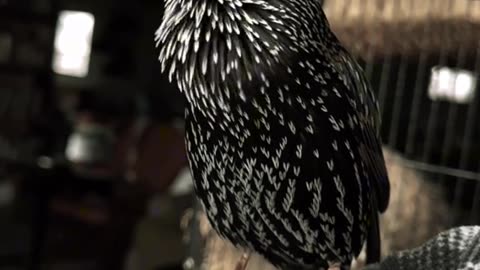 The European Starling