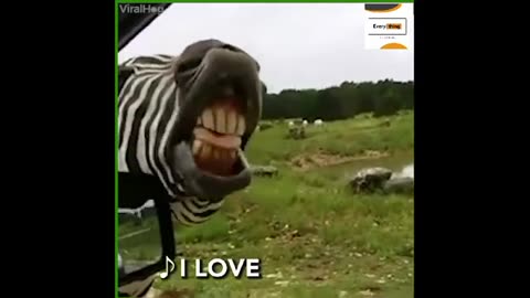 Funny Singing animals