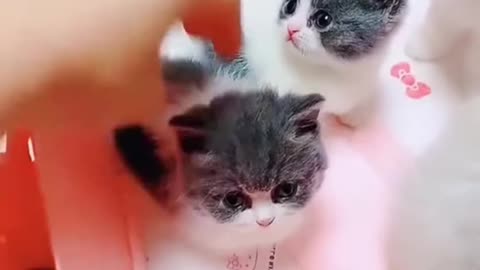 Cute cat