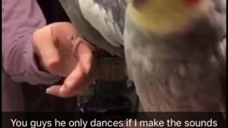 Cockatiel Dances Only If Owner Makes The Beat