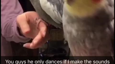 Cockatiel Dances Only If Owner Makes The Beat