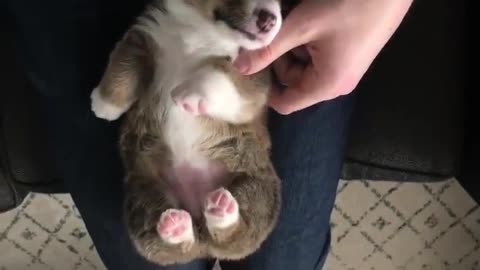 Cute corgi puppy toe beans!