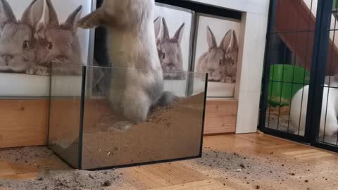 Funny bunnies that love to dig