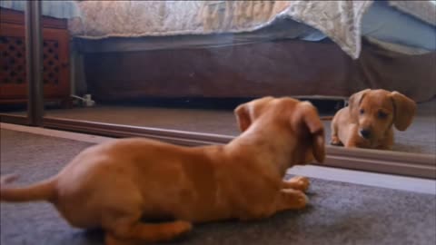 funny dog playing with his reflection