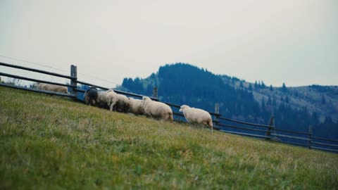 A flock of sheep in the late autumn graze in the pasture cloudy in mountain