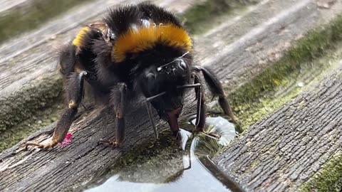 relaxing bee drinking sugar water