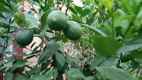 Nature Garden Meyer Lemon Tree Citrus Meyeri Fruiting Live Plant, 3 - 6 Tall Starter Live Plant.