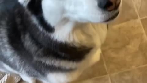 Guilty Husky tries to blame other dogs✅