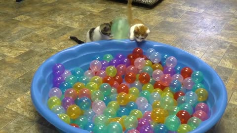 Cute cats❤ Play in Ball Pit