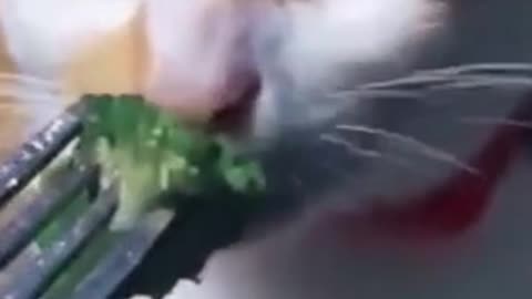 The cat who doesn't like vegetables