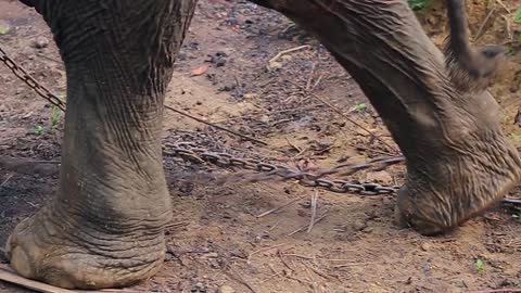 legs of elephant in countryside on chain