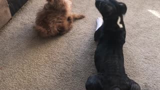 Puppy playing with Pit