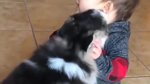 Baby and husky sharing their love