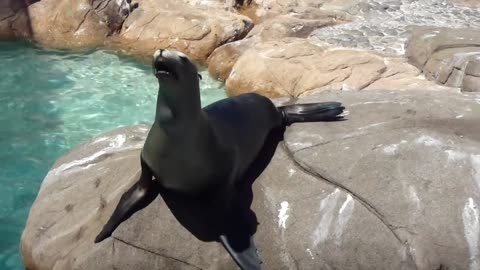 Sea lion feeding