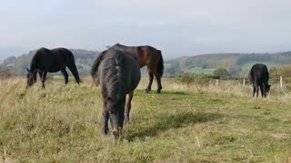 Beautiful horse in perfect environment