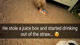 Bunny Drinks with Straw!