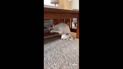 Sleepy puppy naps in adorably funny position