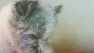 Dogy licking Himself