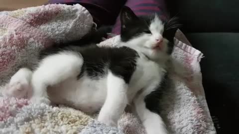 Small White and Black Kitten Just Woke Up