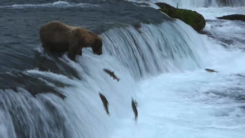 Grizzly Bear Demonstrates Expert Salmon Fishing Skills