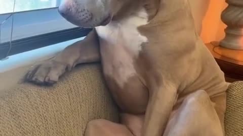 Aww Pitbulls are the best | Funny and Cute Pitbull will make your day