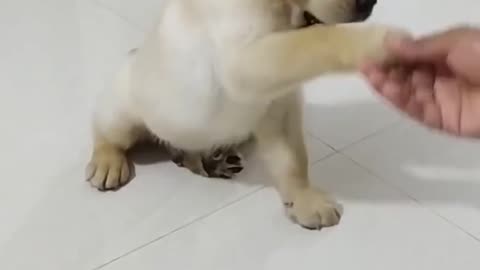 Shake hand puppy training