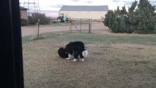Boots and Shadow Playing in the Yard